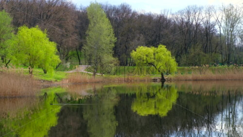 Video - Trees near a lake in a park in Chisinau, Moldova