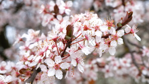 Video - Close up of a tree branch with flowers in full bloom in the park