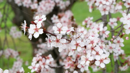Video - Close up of a tree branch with flowers in full bloom in the park
