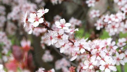 Video - Close up of a tree branch with flowers in full bloom in the park