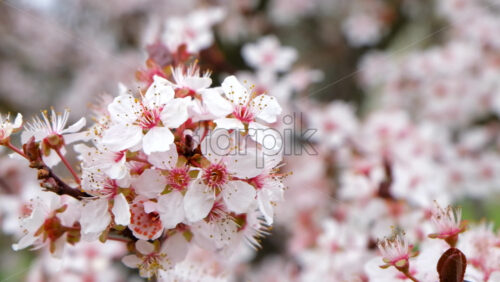 Video - Close up of a tree branch with flowers in full bloom in the park