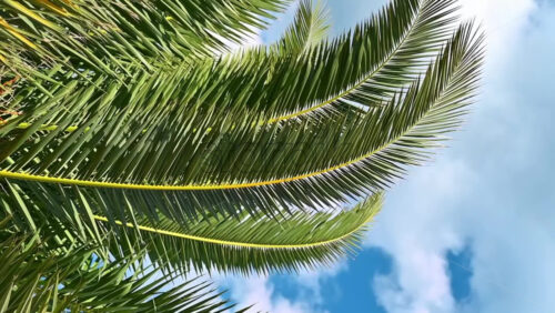 Video - A palm tree moving branches in the wind in slow motion, Greece
