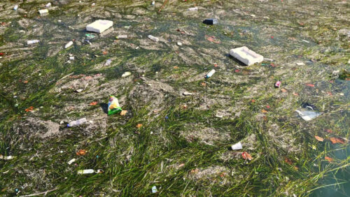 Video - THESSALONIKI, GREECE - SEPTEMBER 21, 2020: Water pollution at its worst. Lots of algae and waste in the sea