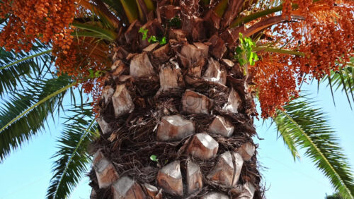 Video - Fruitfulness of a palm tree and the beauty these form viewed from the bottom