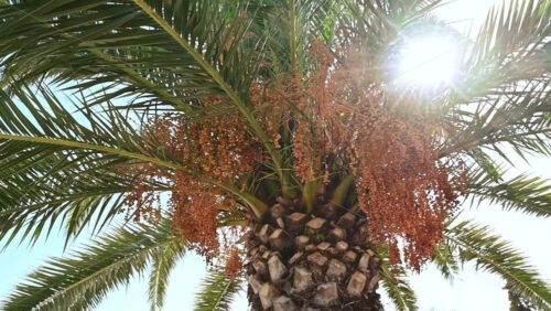 Video - A palm tree with fruits. Slow motion