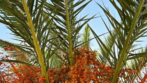 Video - A palm tree full of fruits. Contrast of orange and green. Slow motion
