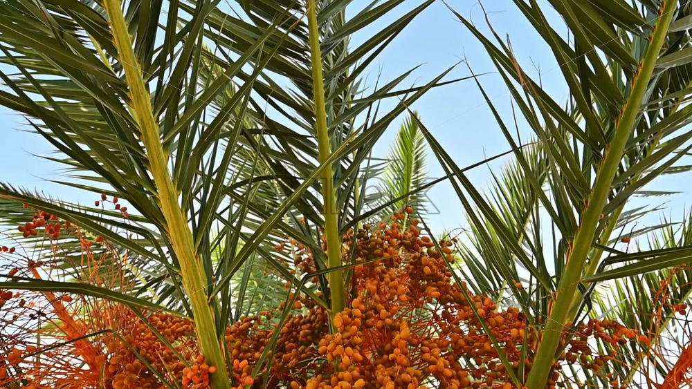 Video - A palm tree full of fruits. Contrast of orange and green. Slow motion