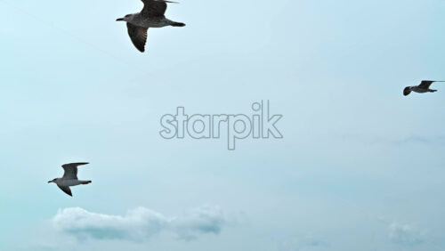 Video - Flying seagulls near the floating ferryboat. Land in the distance. Cloudy weather. Slow motion. Greece