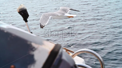 Video - Flying seagulls near the floating ferryboat. Slow motion. Greece
