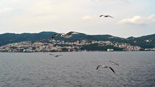 Video - Flying seagulls near the floating ferryboat. Land in the distance. Cloudy weather. Slow motion. Greece
