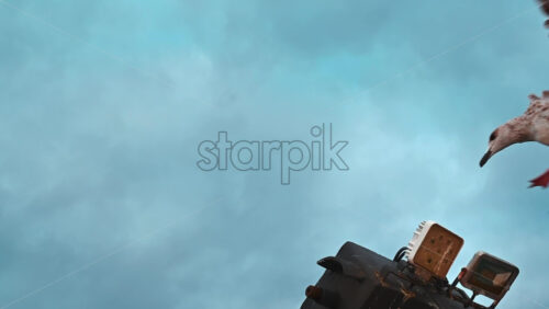 Video - Close view of two seagulls, cloudy sky on the background in Greece