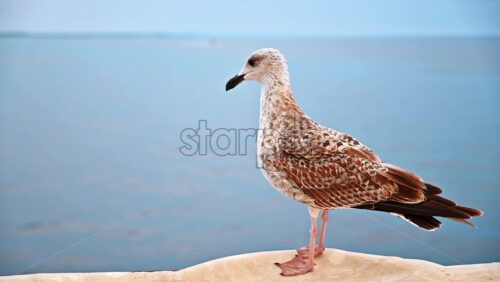 Video - Close view of a seating seagull, cloudy sky, sea on the background in Greece