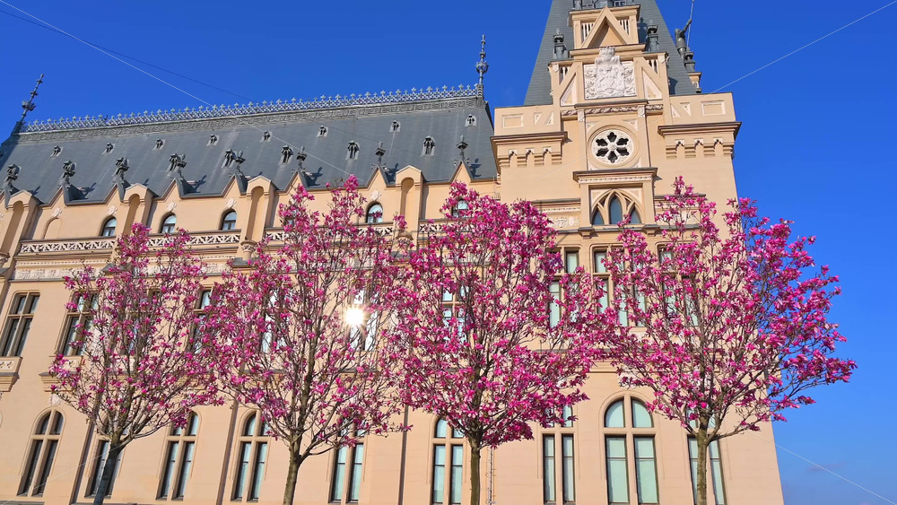 Video - Iasi, Romania - April 25, 2021: Pink magnolia trees in front of the Palace of Culture
