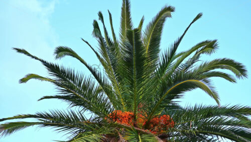 Video - A palm tree with blue and clear sky on the background in Asprovalta, Greece