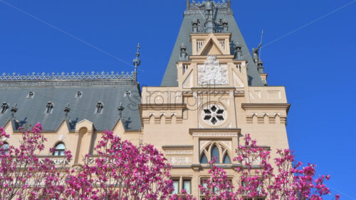 Video - Pink magnolia trees in front of the Palace of Culture in Iasi, Romania