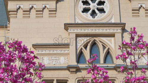 Video - Iasi, Romania - April 25, 2021: Close up of pink magnolia trees in front of the Palace of Culture