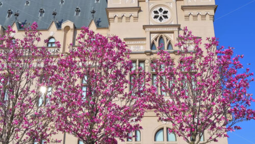 Video - Iasi, Romania - April 25, 2021: Pink magnolia trees in front of the Palace of Culture