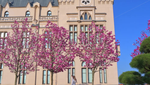 Video - Iasi, Romania - April 25, 2021: Pink magnolia trees in front of the Palace of Culture