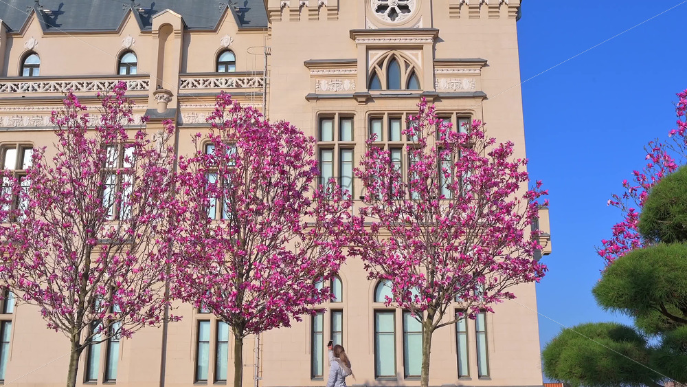 Video - Iasi, Romania - April 25, 2021: Pink magnolia trees in front of the Palace of Culture