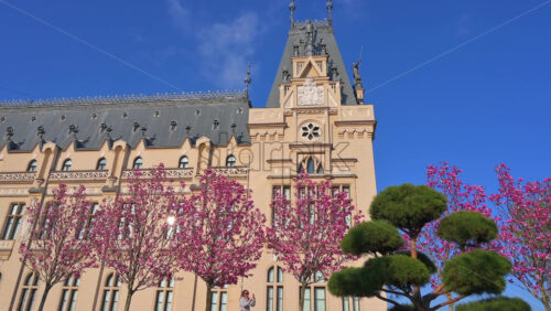 Video - Iasi, Romania - April 25, 2021: Pink magnolia trees in front of the Palace of Culture