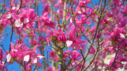 Video - Close up of pink magnolia trees in front of the Palace of Culture in Iasi, Romania