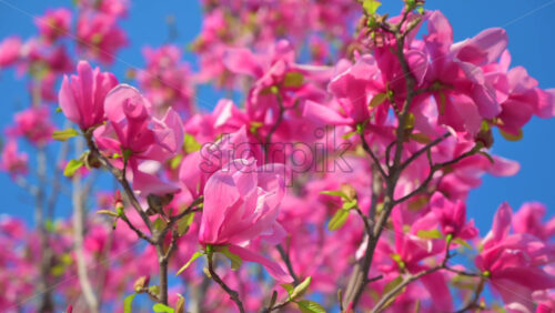 Video - Close up of pink magnolia trees in with the blue sky on the background