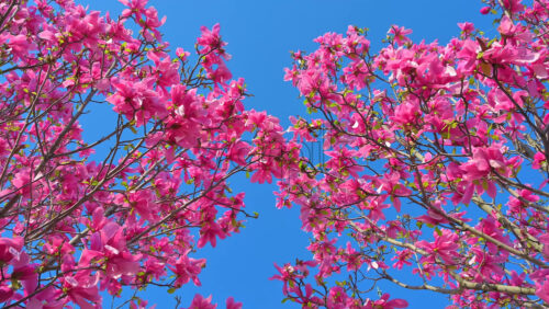 Video - Close up of pink magnolia trees in with the blue sky on the background