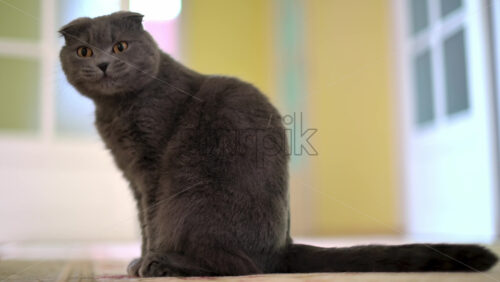 Video - Scottish Fold cat with orange eyes yawning in the house