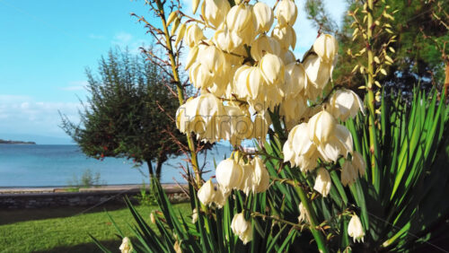 Video - Plant with white flowers near a walkway, greenery and Aegean sea on the background. Greece