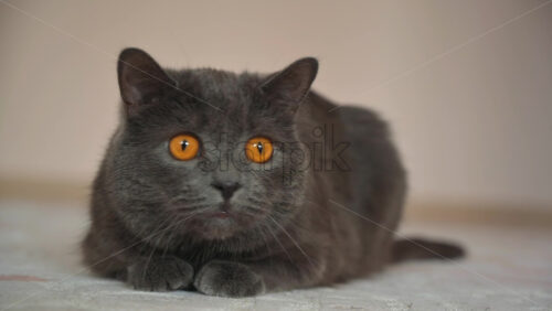 Video - Close up of British Shorthair cat resting on the carpet