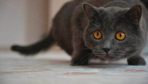 Video - Close up of British Shorthair cat hunting on the carpet
