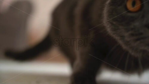 Video - Close up of British Shorthair cat hunting on the carpet
