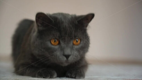 Video - Close up of British Shorthair cat hunting on the carpet