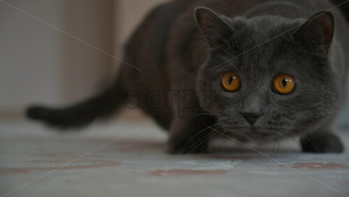 Video - Close up of British Shorthair cat hunting on the carpet