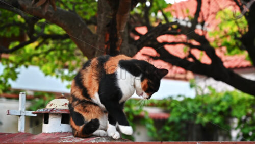 Video - Homeless cat with multicolored fur on a fence and getting down, greenery on the background. Greece