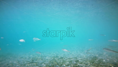 Video - Swimming fishes on the bottom of the Aegean sea visible through the blue water, refraction of light. Greece