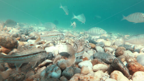 Video - Swimming catfishes on the bottom of the Aegean sea visible through the blue water, refraction of light. Greece