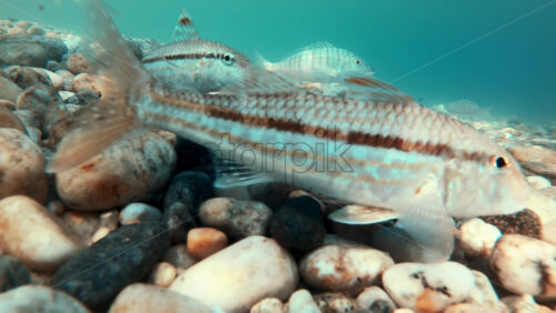 Video - Swimming catfishes on the bottom of the Aegean sea visible through the blue water, refraction of light. Greece