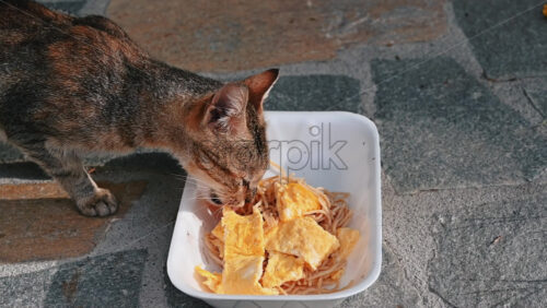 Video - A homeless cat taking a piece of food from a dish on the ground and leaves. Slow motion