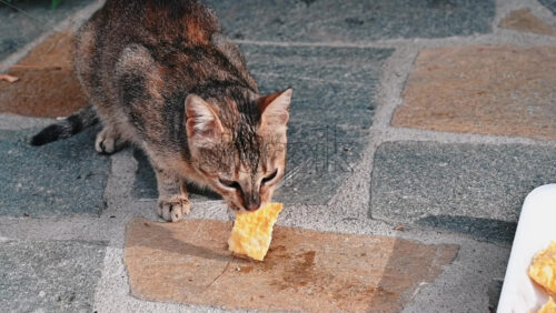 Video - A homeless cat eating a piece of food from a dish on the ground. Slow motion
