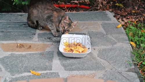 Video - A homeless cat eating a piece of food from a dish on the ground. Bees flying around. Slow motion