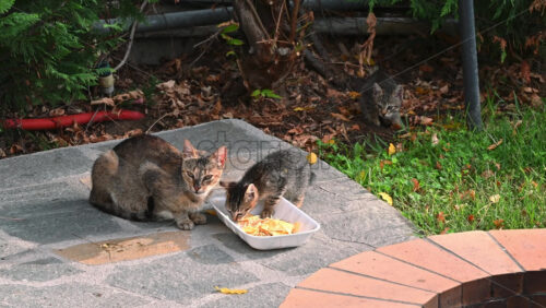 Video - Two homeless cats eating a piece of food from a dish on the ground, one cat behind. Bees flying around