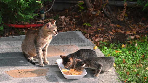 Video - Three homeless cats eating a piece of food from a dish on the ground. Bees flying around