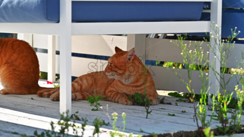 Video - Street cat with orange fur with stripes, yellow eyes in Nikiti, Greece