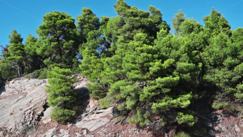 Video - Rocky hill slope with growing green trees on it in Greece. Zooming in effect, slow motion