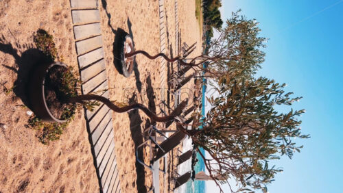 Video - Growing olva trees on the beach on Aegean sea coast with sunbeds, rocks, in Nikiti, Greece. Slow motion, vertical shooting