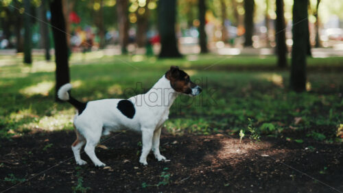 A Jack Russell Terrier walking outdoors in a park, looking curious and active - Starpik Stock