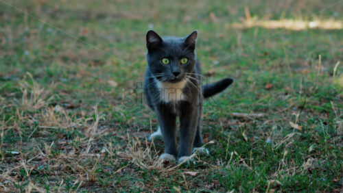 A black cat with striking green eyes and white paws, standing alert in a park - Starpik Stock