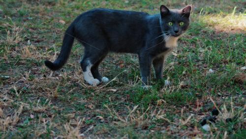 A black cat with striking green eyes and white paws, standing alert in a park - Starpik Stock