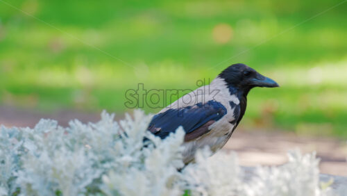 A black crow walks gracefully on green grass near decorative white plants - Starpik Stock